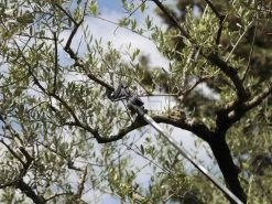 Archman Helium MT.2 - Forbicione Telescopico Professionale - Asta 170/270 Cm - Ø 35 Mm -Cura Del Giardino archman helium mt 2 forbicione telescopico professionale asta 170 270 cm o 35 mm forbicione su asta di prolunga archman 10126 0 1487755710 Helium 06